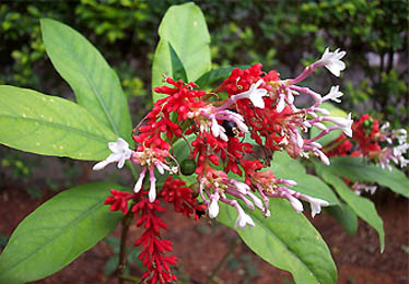 Sarpagandha